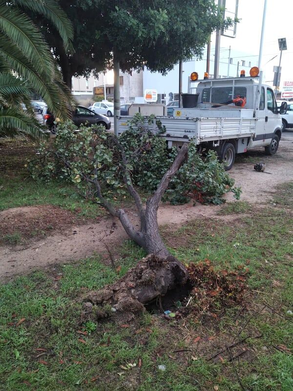 Cagliari, non solo piazza Giovanni: crolla un albero anche in via Newton