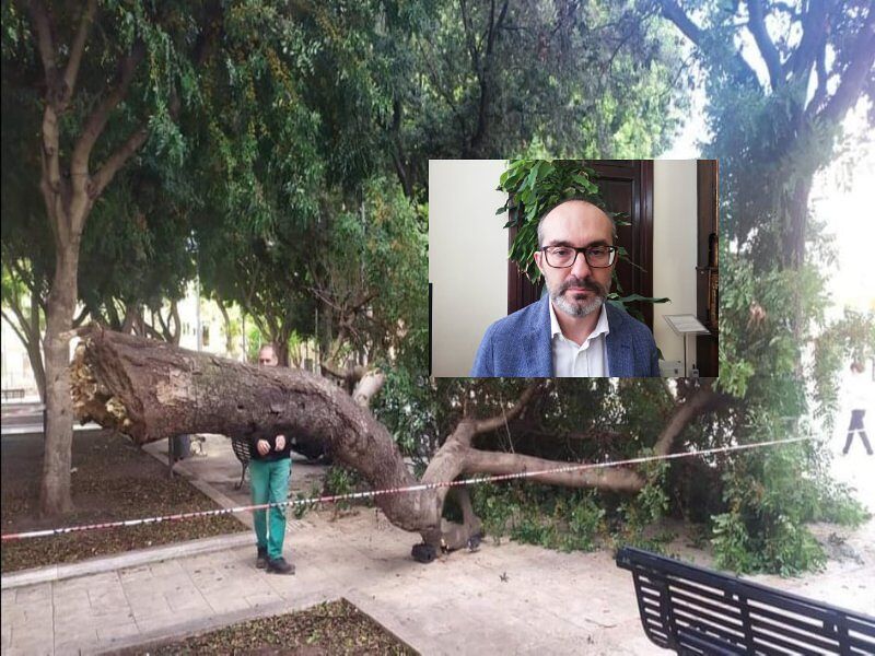Alberi crollati a Cagliari, Truzzu: “Sicurezza a rischio, tutti quelli malati saranno sostituiti”