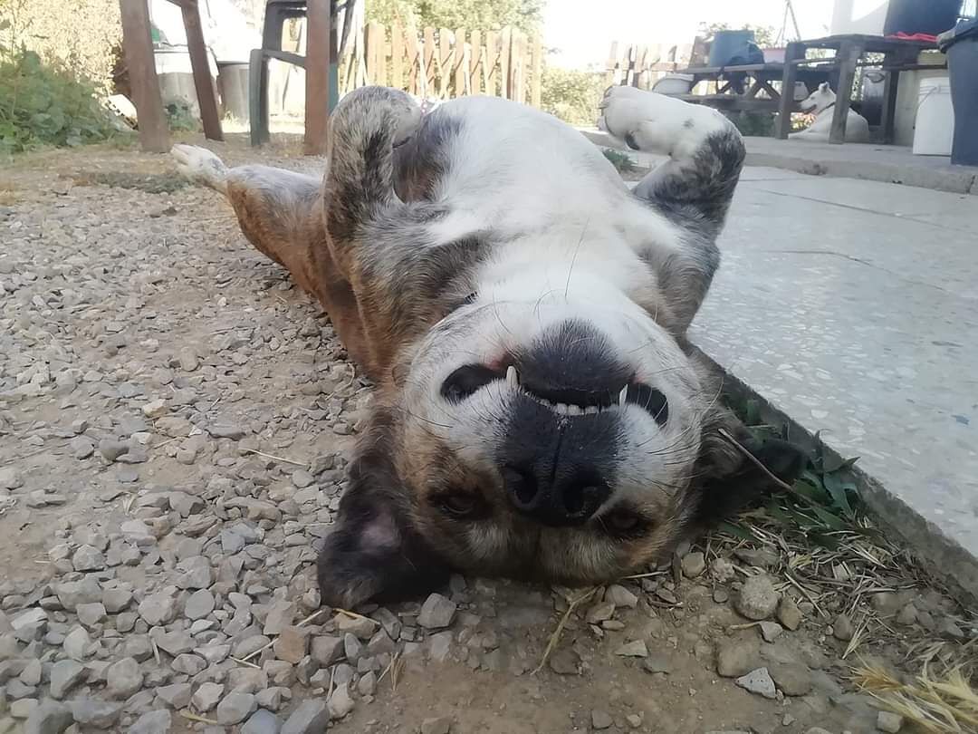 Assemini, sfratto per il rifugio dei cani abbandonati. I volontari: “Aiutateci”