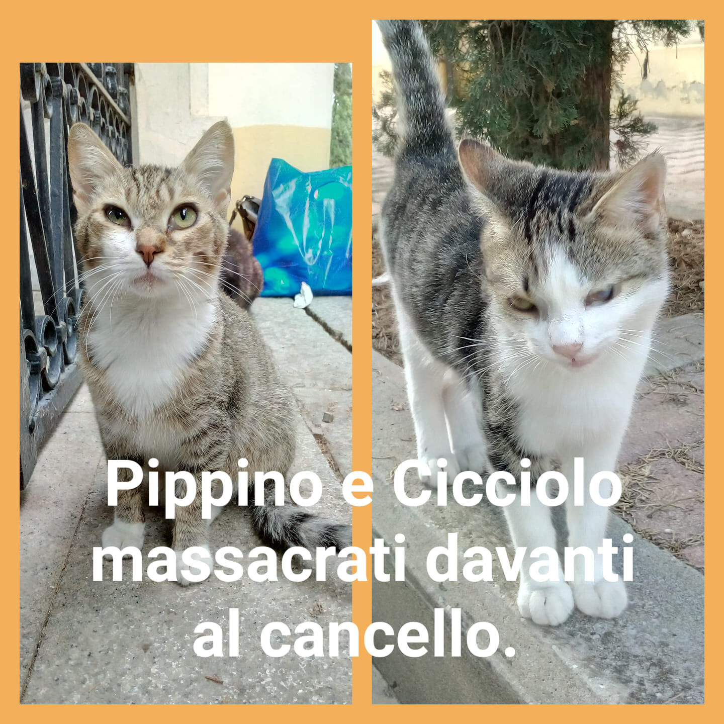 Sinnai, allarmante denuncia su Fb: “Strage di gatti davanti al cimitero, fermate questi assassini”