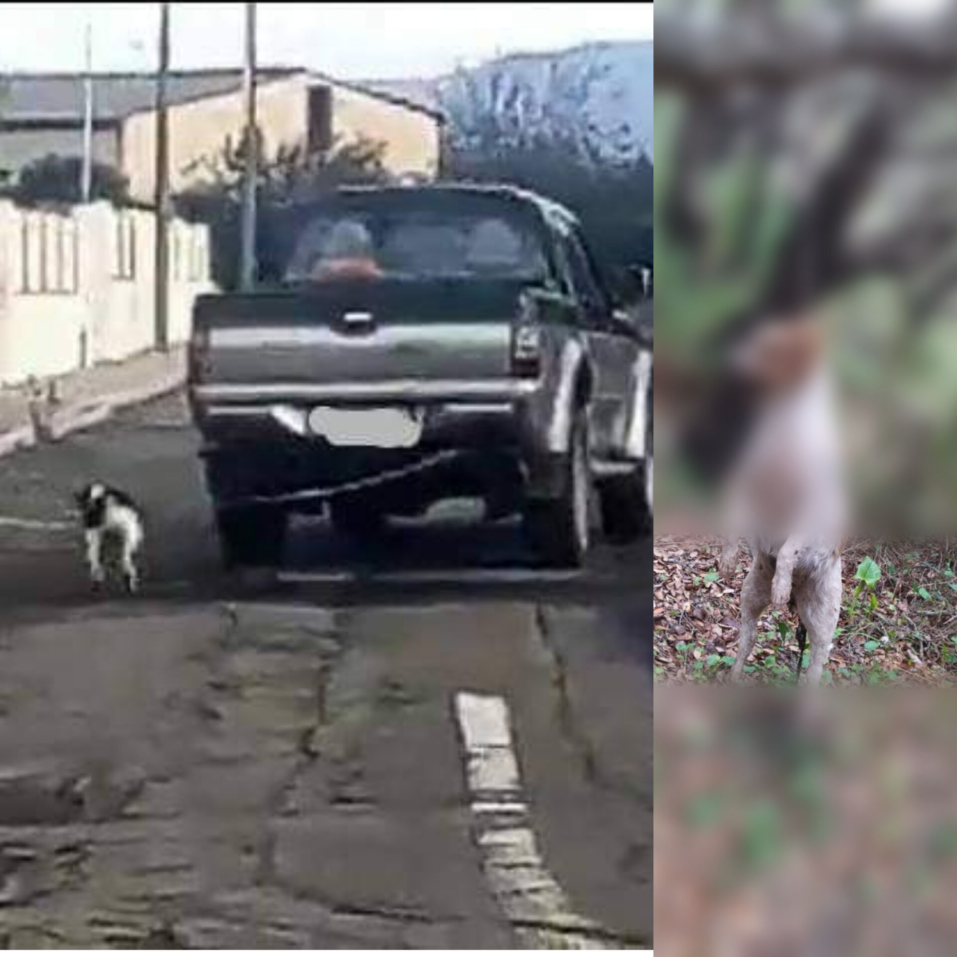 Barbarie a Guspini, cagna incinta trovata impiccata a un albero: la furia si scatena sul web