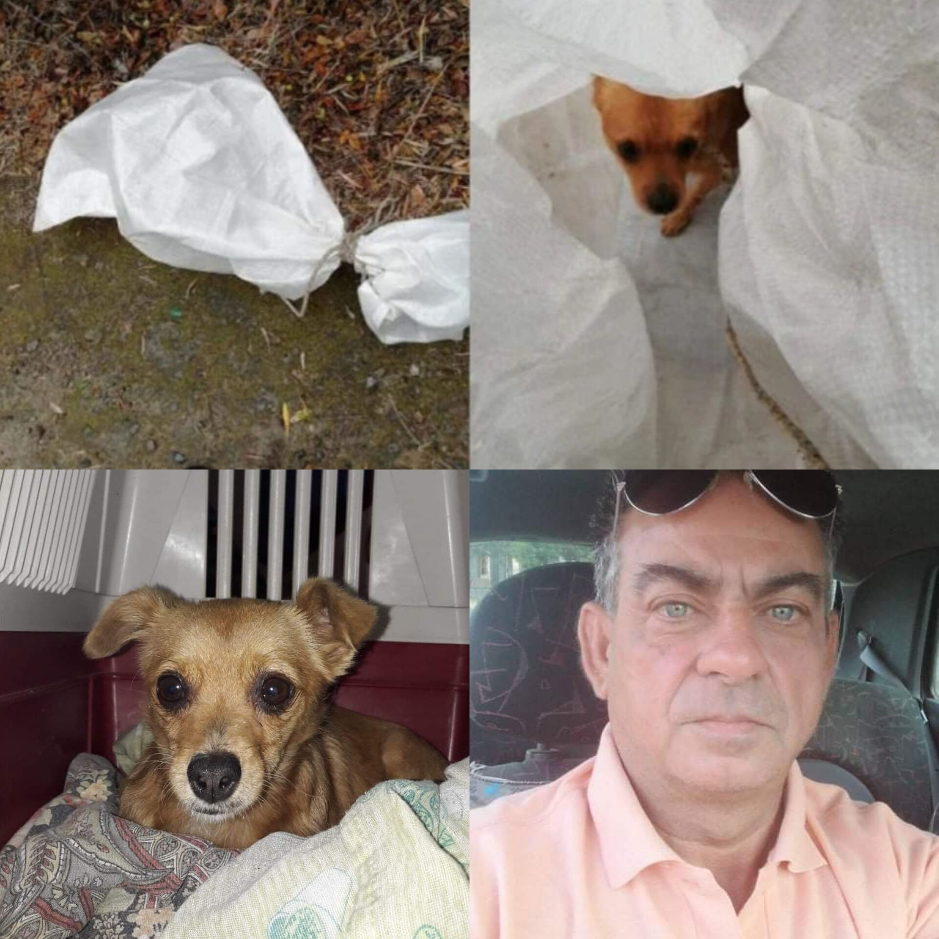 Gettato in un sacco e scomparso dopo il salvataggio: ritrovato Gigio, il cagnolino di Guspini