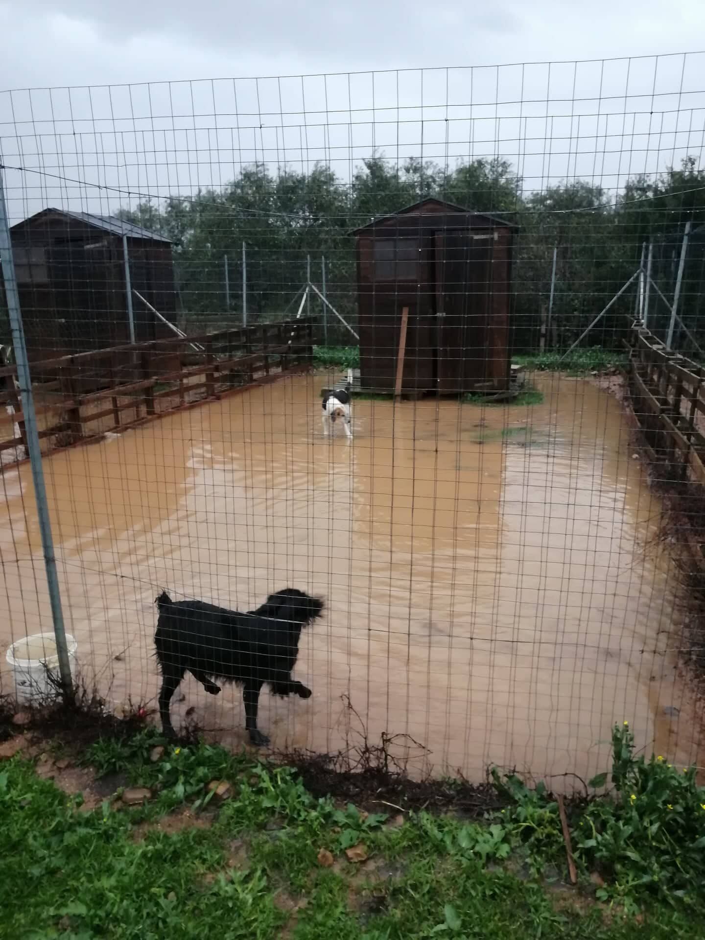 Villacidro, sos al rifugio Gli amici di Susy: “Abbiamo bisogno di volontari che ci aiutino”