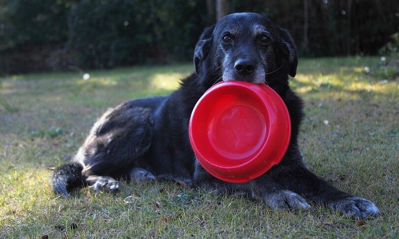 Covid, chi pensa agli animali lasciati soli dai padroni malati?