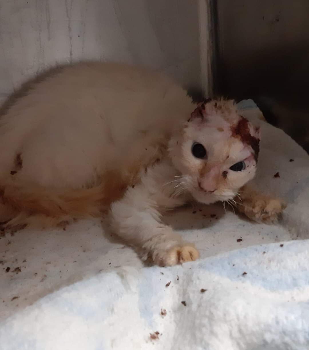 San Sperate, sta meglio “Anubi” il gatto bruciato vivo nel giardino dei padroni