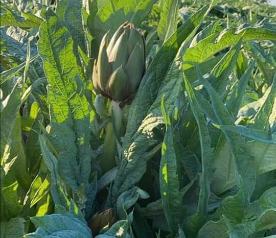 Villasor, annullata la tradizionale sagra del carciofo