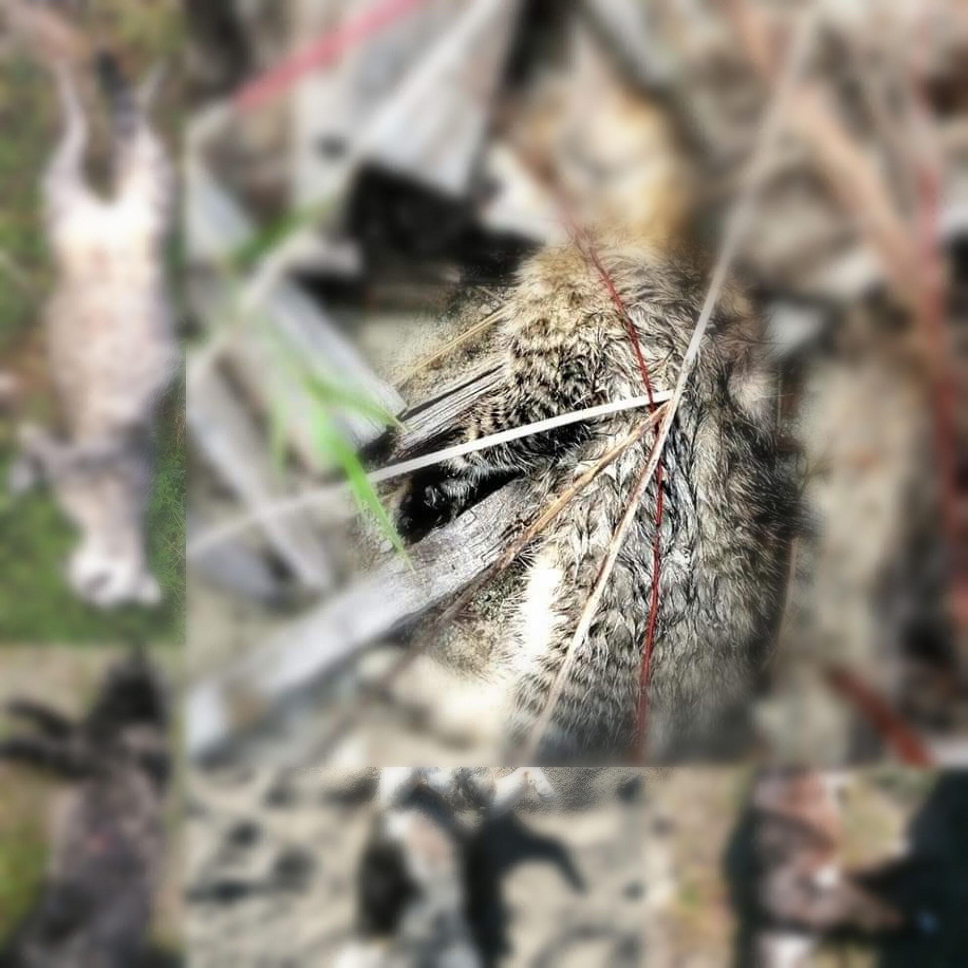 Quartu, ancora orrore al Poetto: “Gatti della colonia uccisi da un branco di cani”