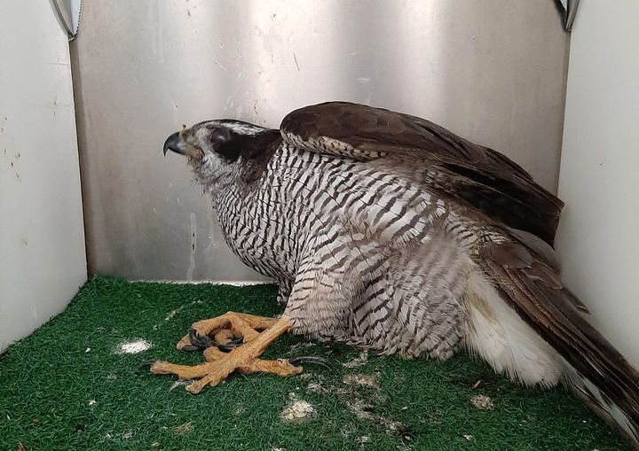 Astore morto in Sardegna dopo una fucilata: “Vittima dell’ignoranza umana”