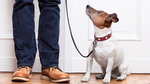 “In Sardegna passeggiate vietate col cane dalle 22 alle 5? Ingiusti, si può mettere il limite dei 200 metri da casa”