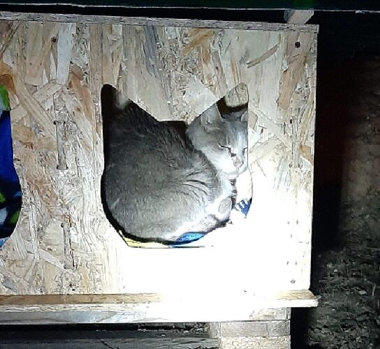 Cagliari, a Monte Urpinu e nei parchi le nuove cucce per i gatti randagi della città