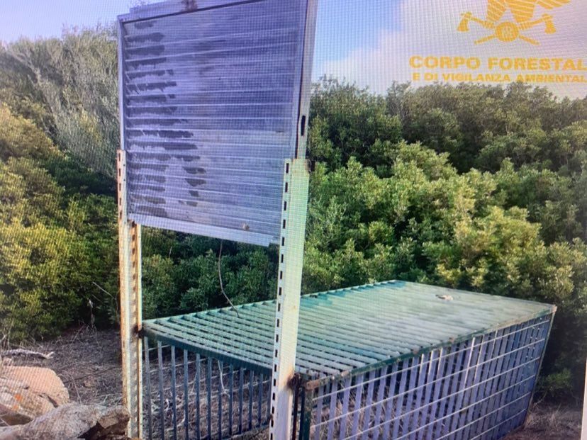 San Teodoro, scoperto il gabbione-vedetta da 100 kg dei bracconieri: così eludevano ogni controllo