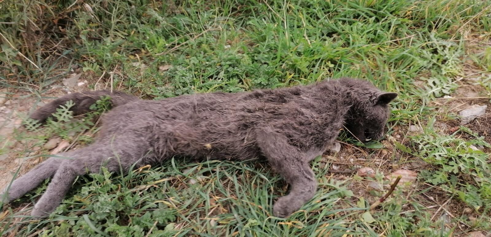Orrore a Quartu: “Gatti uccisi da un branco di cani randagi, anche le volontarie hanno paura”