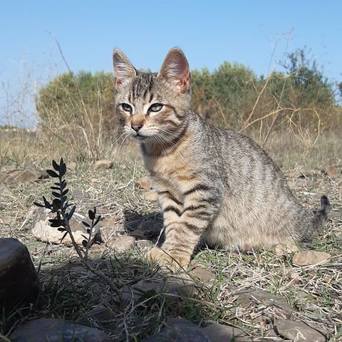 Sestu, l’sos: “Gattino di 3 mesi tutto solo nelle campagne, dev’essere adottato con urgenza”