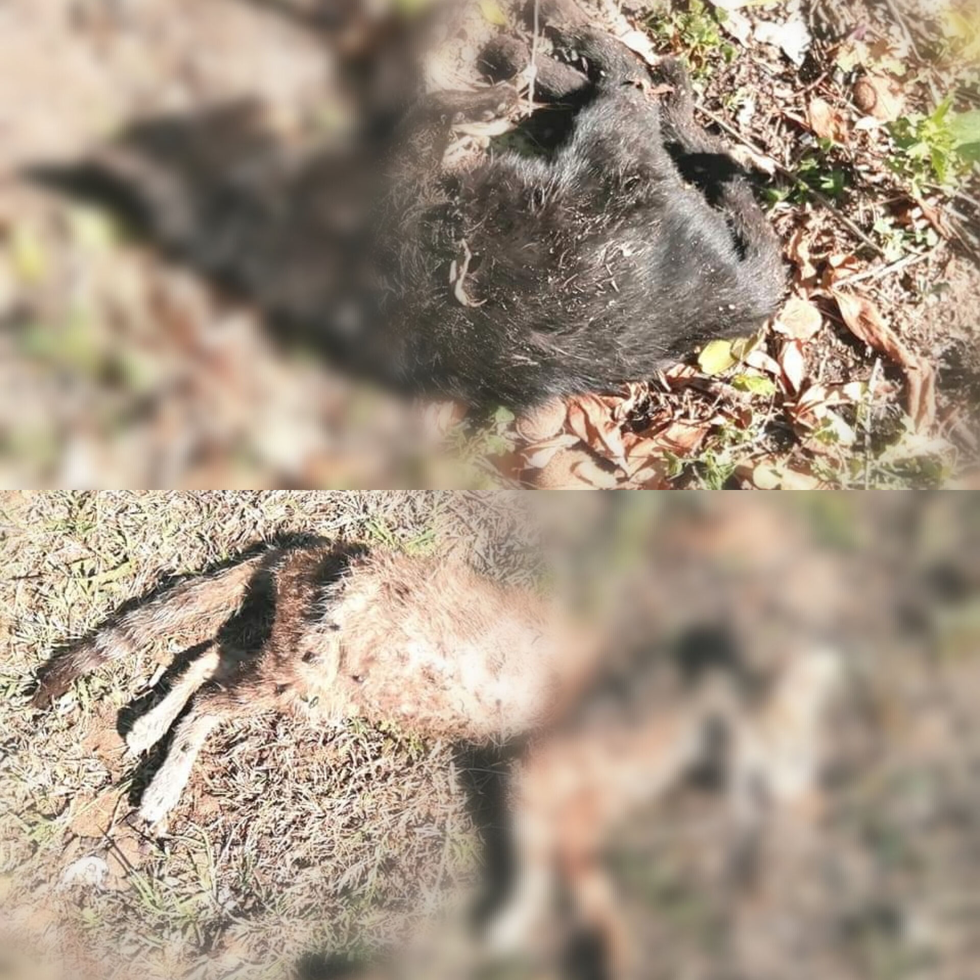 Altri due gatti stanati e uccisi da cani di proprietà lasciati liberi nel lungomare del Poetto