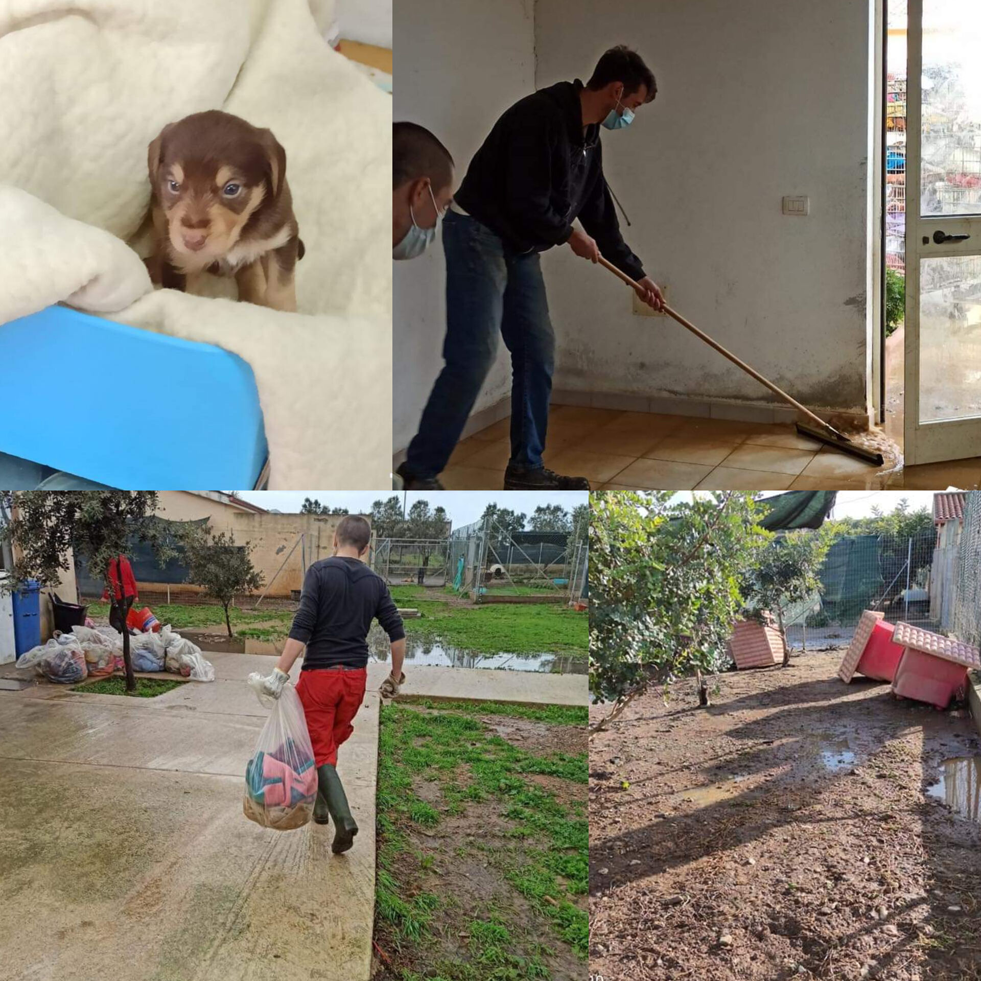 Volontari in azione per ripulire le cucce degli amici a quattro zampe di Villacidro