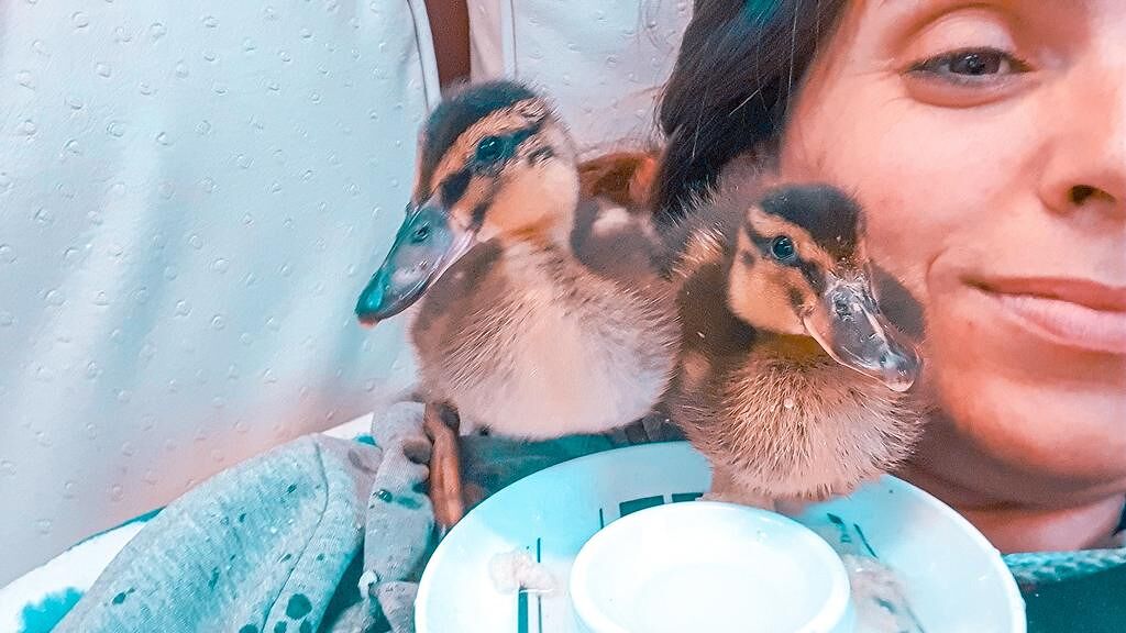 Cagliari, assurda violenza a Su Siccu: uccise le paperette mascotte del porticciolo