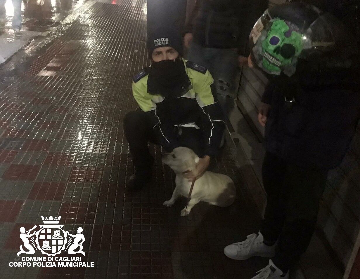 Cagnetta sotto la pioggia e in pericolo a Cagliari: salvata dagli agenti della Municipale