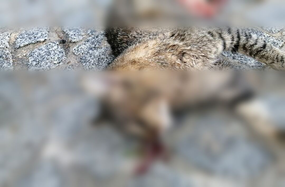 Ancora orrore al Poetto, altri gatti della colonia felina dilaniati dai morsi dei cani