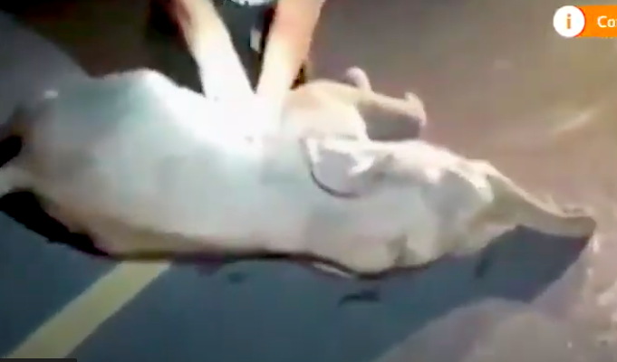 Thailandia, elefantino investito da una motocicletta: salvato con un massaggio cardiaco VIDEO