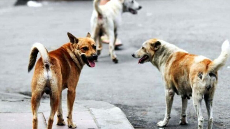 Nuovo canile a Cagliari, Tocco a Radio CASTEDDU: “Sarà come un parco”