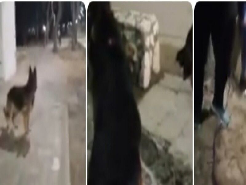 Orrore a Quartu, pastori tedeschi attaccano uomini e gatti: il video choc