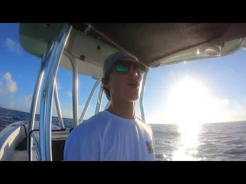 Il video terrificante a lieto fine di uno squalo tigre che prova a divorare la tartaruga marina