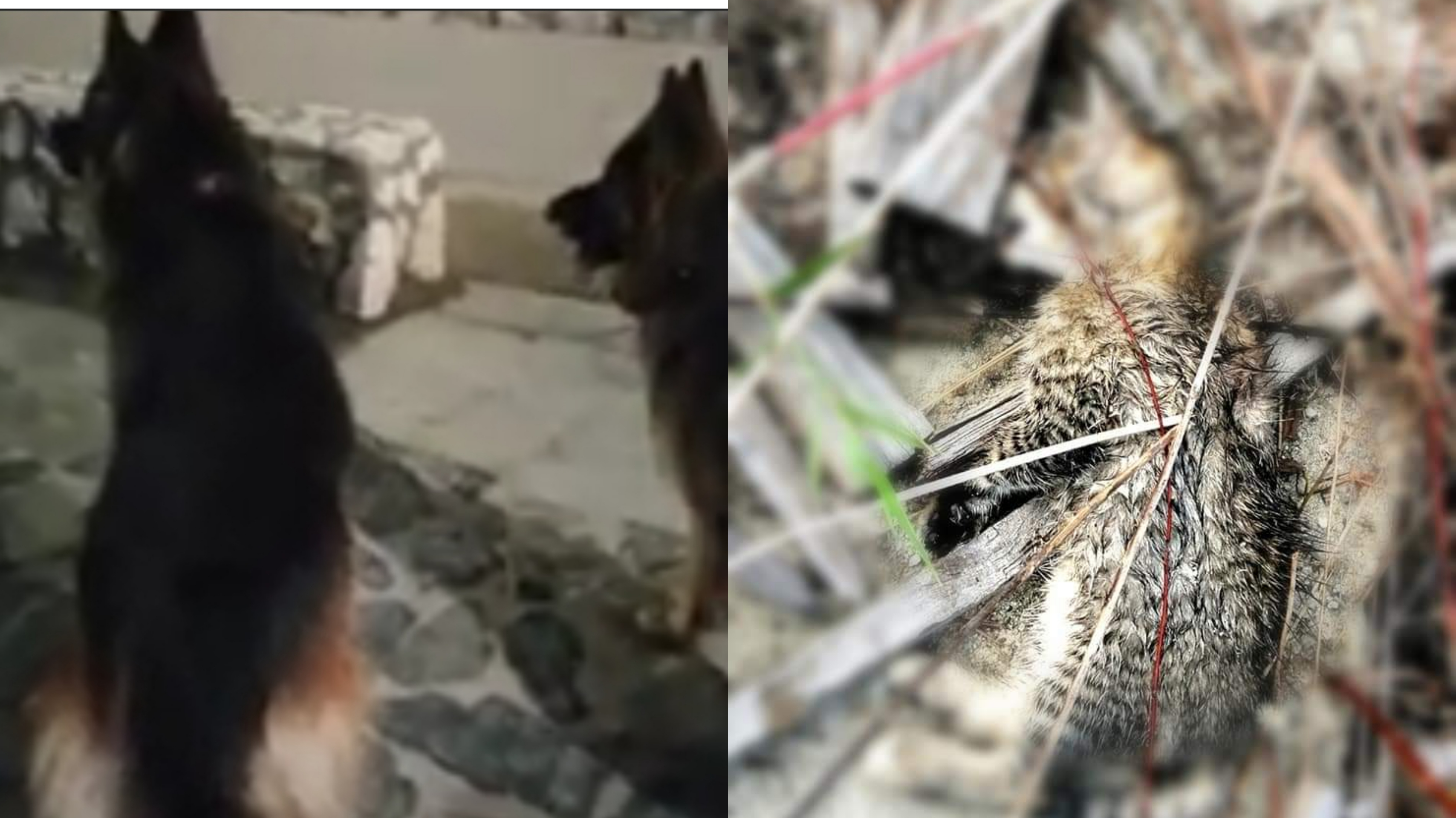 Quartu, gatti sbranati e cani feroci al Poetto: arrivano i vigili