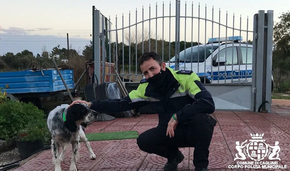 Cagliari, la favola di Buck: il setter smarrito e riconsegnato ai proprietari grazie ai social