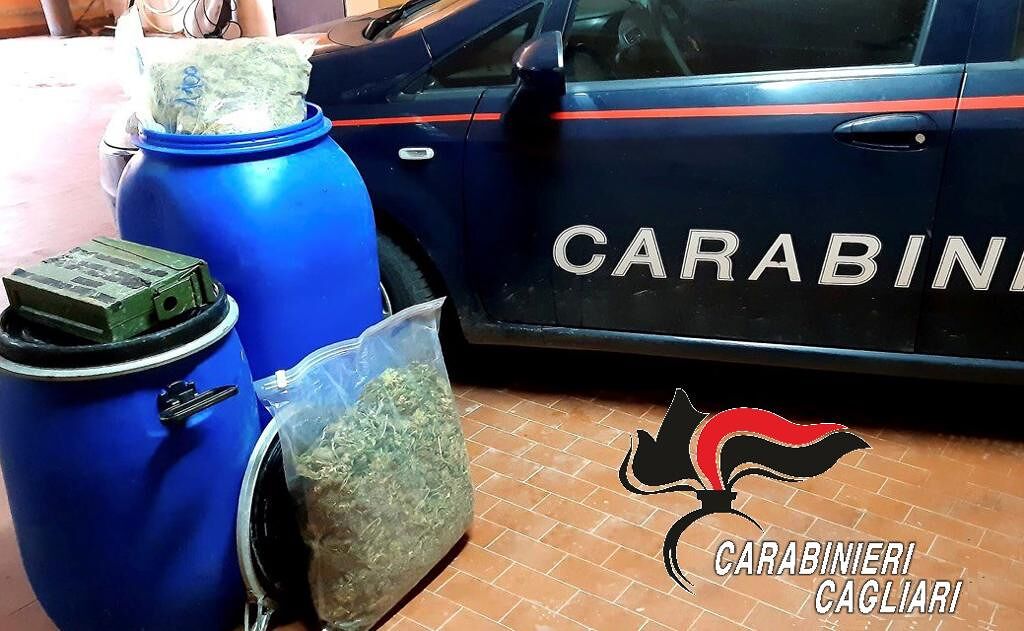 Hashish e marijuana nell’ovile a Guasila, arrestato un allevatore