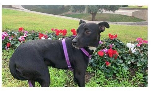 Cagliari, la piccola Viola è stata smarrita in viale Trieste: SOS per ritrovarla