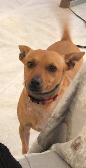 Assemini, Dora è scomparsa la notte di Capodanno spaventata dai botti: sos per ritrovarla