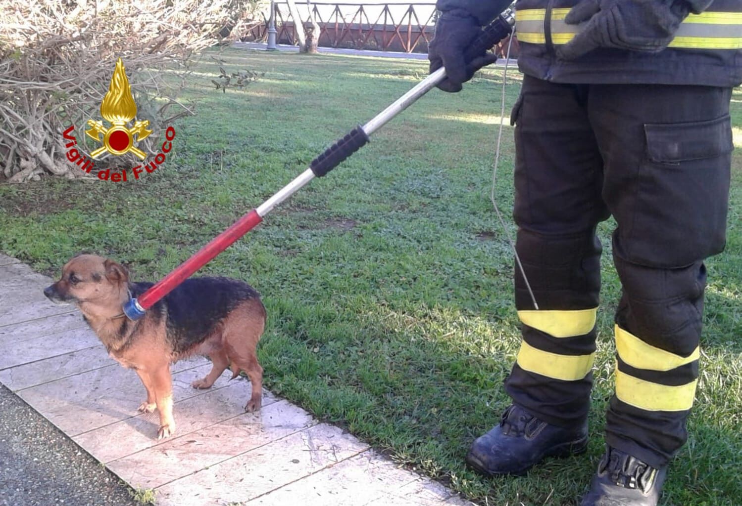 Primi effetti dei botti di Capodanno: i vigili del fuoco recuperano un cane dal muraglione dei Giardini