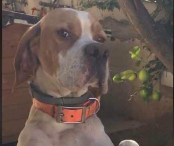 Spaventato dai botti, cane da caccia scomparso a Monserrato