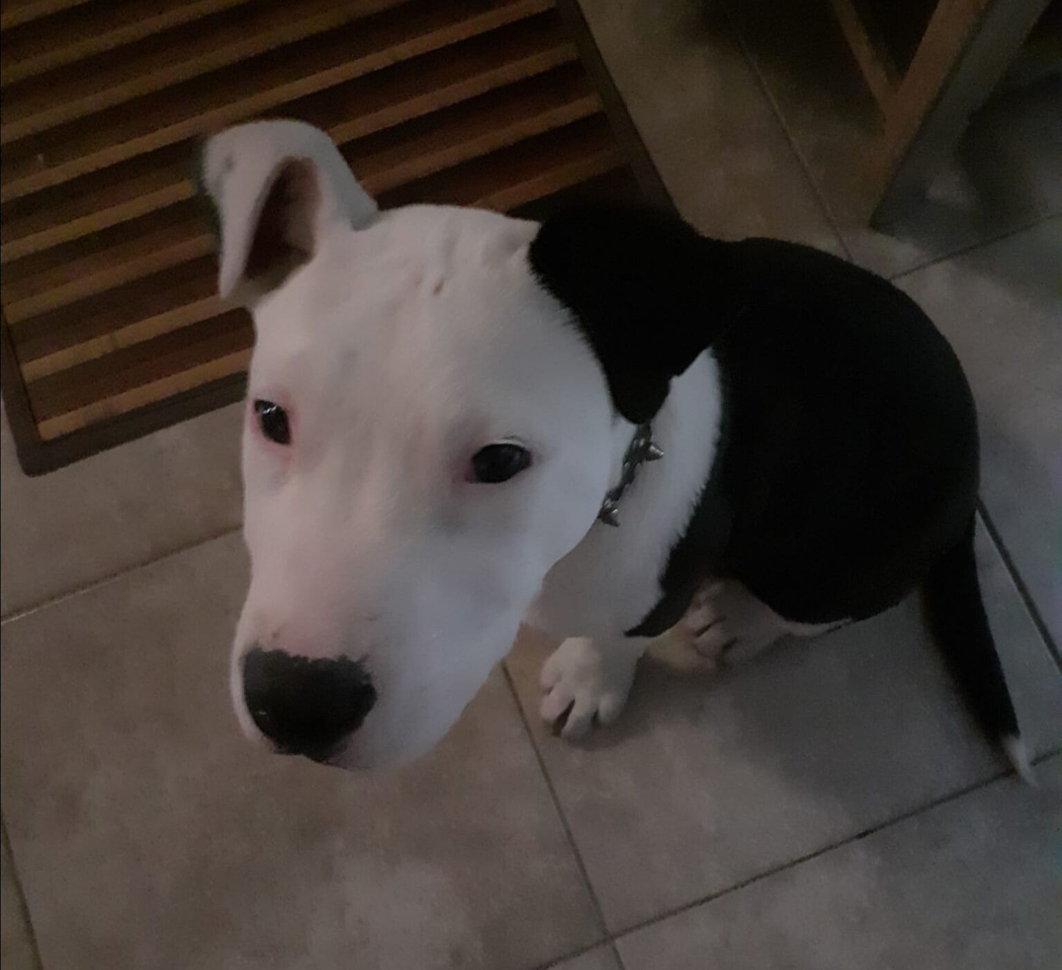 Eminem è stato ritrovato: grazie all’appello di Casteddu Online, la gioia della padrona