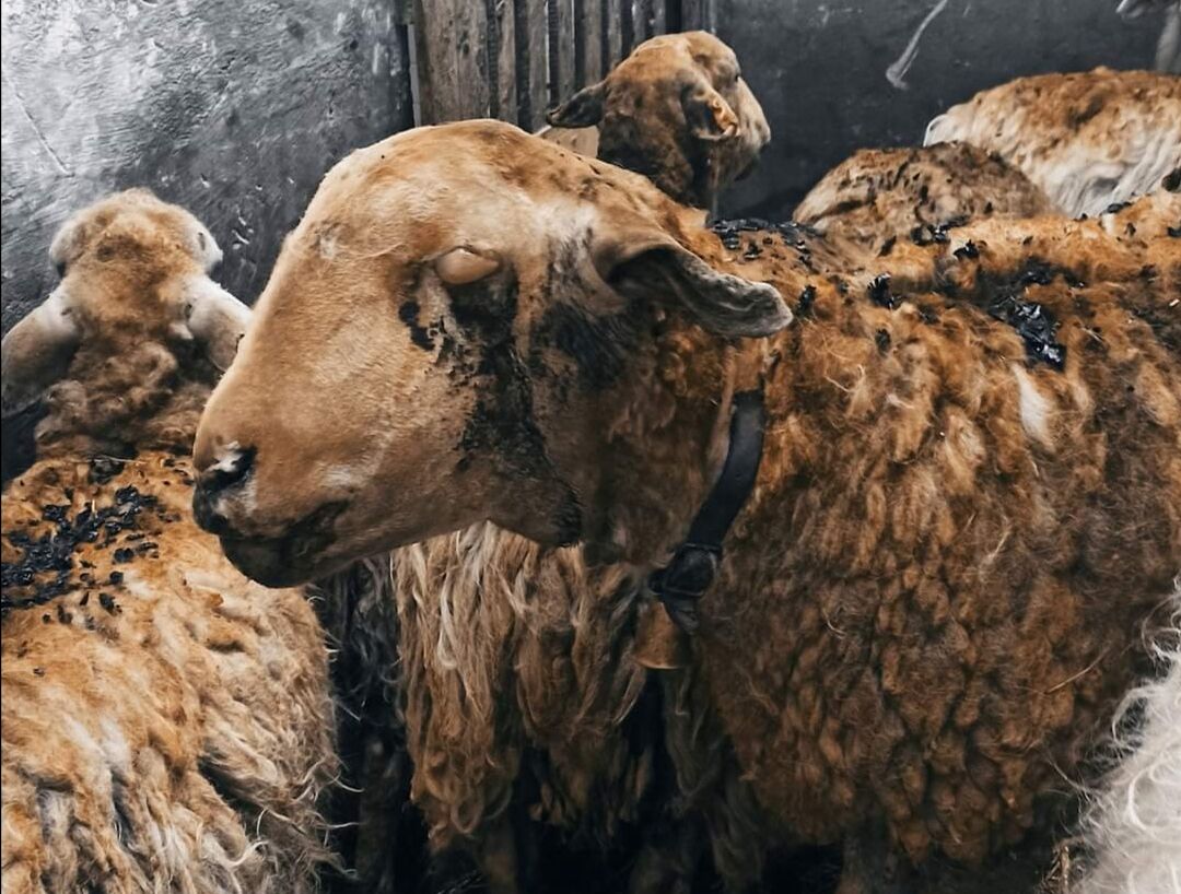 Attentato incendiario nel cuore della notte a Villaurbana: presa di mira un’azienda agropastorale