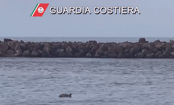 Sorpresa a Bosa: un delfino nuota tranquillo nelle acque del fiume Temo
