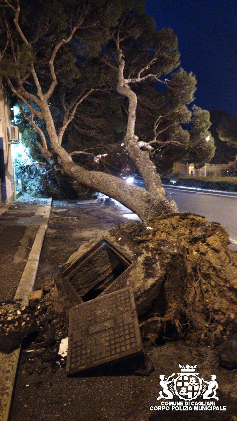 Cagliari, crolla di schianto un albero in viale Diaz: strada chiusa al traffico e poi riaperta