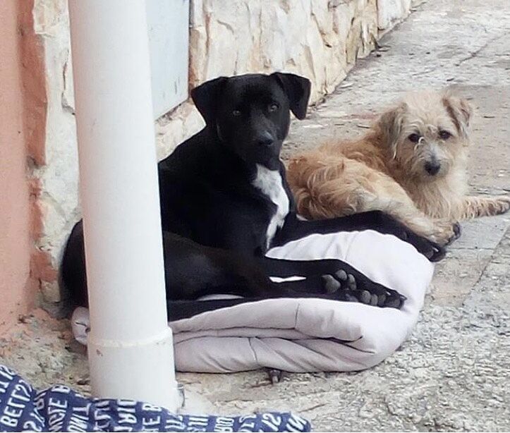 “Randagismo a Quartu: aiutare o ignorare? Le istituzioni mi hanno lasciata sola…”