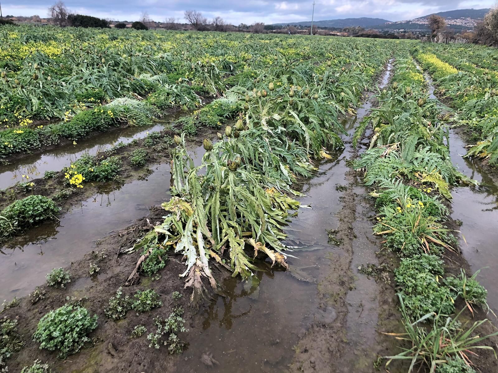 Maltempo, allagati 800 ettari di carciofaie in Sardegna: coltivatori in ginocchio