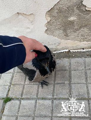 Cagliari, vola sotto l’auto tentando di difendersi: la Polizia Locale salva un corvo disorientato