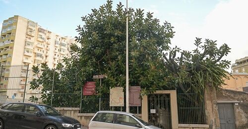 Cagliari, minaccia i resti archeologici: via l’albero di villa Tigellio