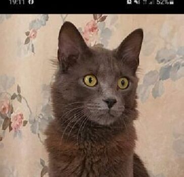 Cagliari, gatto scomparso in via Castelli: “Aiutatemi a trovarlo. C’è una ricompensa”