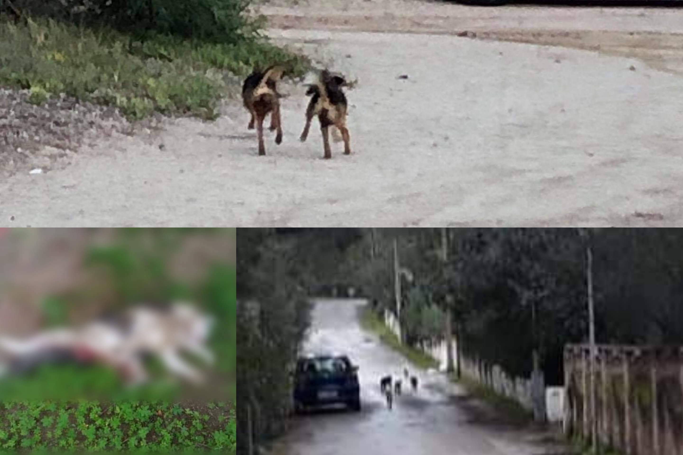 Torre delle Stelle, abitanti in “ostaggio” di un branco di cani: “Hanno ammazzato 40 gatti”