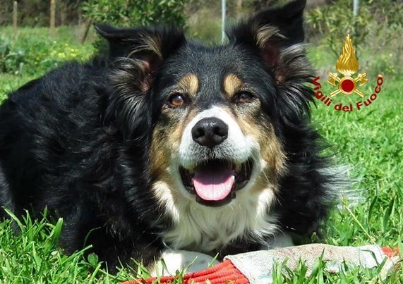 La Sardegna dice addio a Kira, la super cagnetta dei vigili del fuoco protagonista di tanti salvataggi