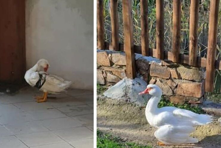Crudeltà a Sarroch, paperella del parco presa a bastonate