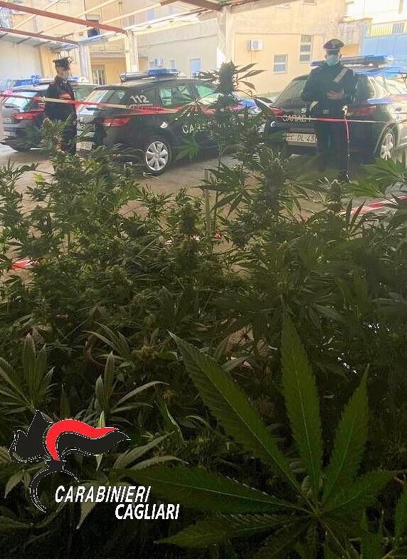 Sanluri, coltivava marijuana in una stanza di casa: in manette 43enne