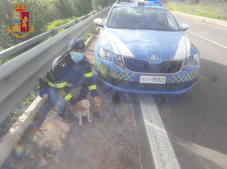 Jerzu, la polizia salva due cuccioli di cane: erano stati abbandonati in un canale vicino alla strada