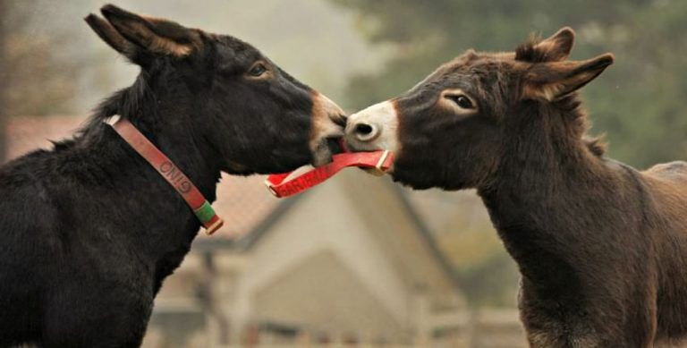 San Valentino, nelle oasi del Wwf gli animali si corteggiano