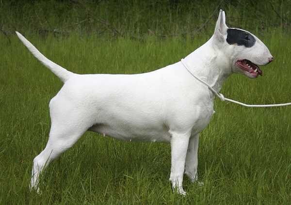 Ragazzo aggredito da un cane a Uta, gli avvocati: “Ricostruzione falsa, le indagini diranno la verità”