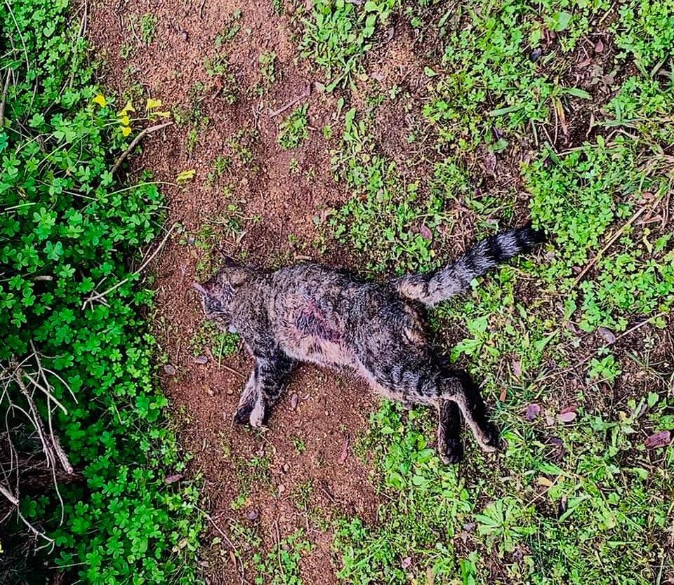 Capoterra, orrore al parco urbano: “Un altro gatto sbranato da un pitbull, controllate i vostri cani”